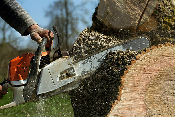 Best Tree Removal Near Me  in Harlingen, TX